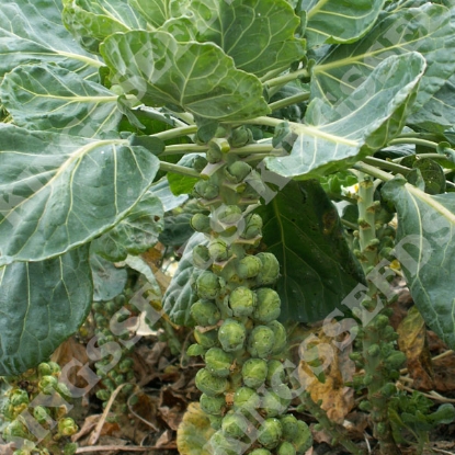 Picture of Brussels Sprouts Long Island